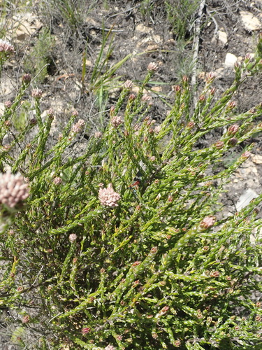 Image of Metalasia pulcherrima by (c) Nicola van Berkel, some rights reserved (CC BY-SA)