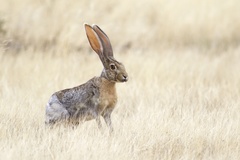 Lepus alleni