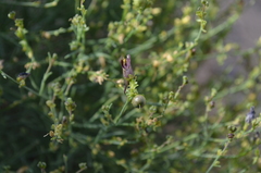 Linaria sessilis