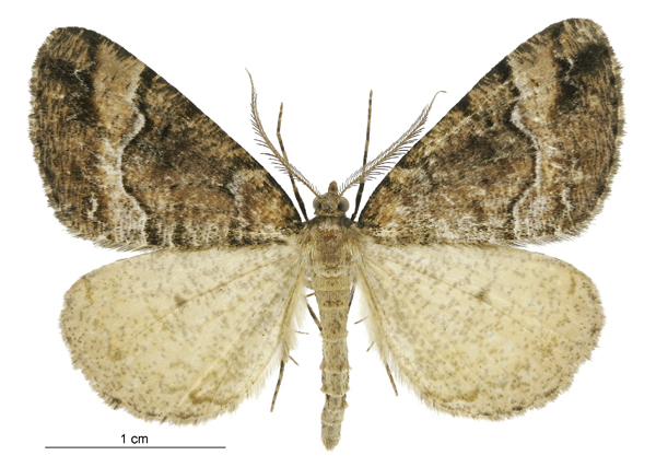 Pseudocoremia colpogramma