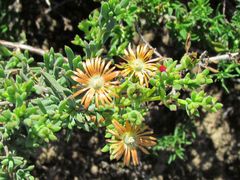 Mestoklema tuberosum