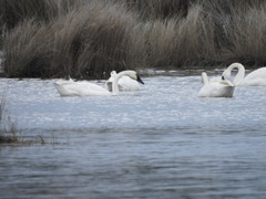 Cygnus columbianus columbianus