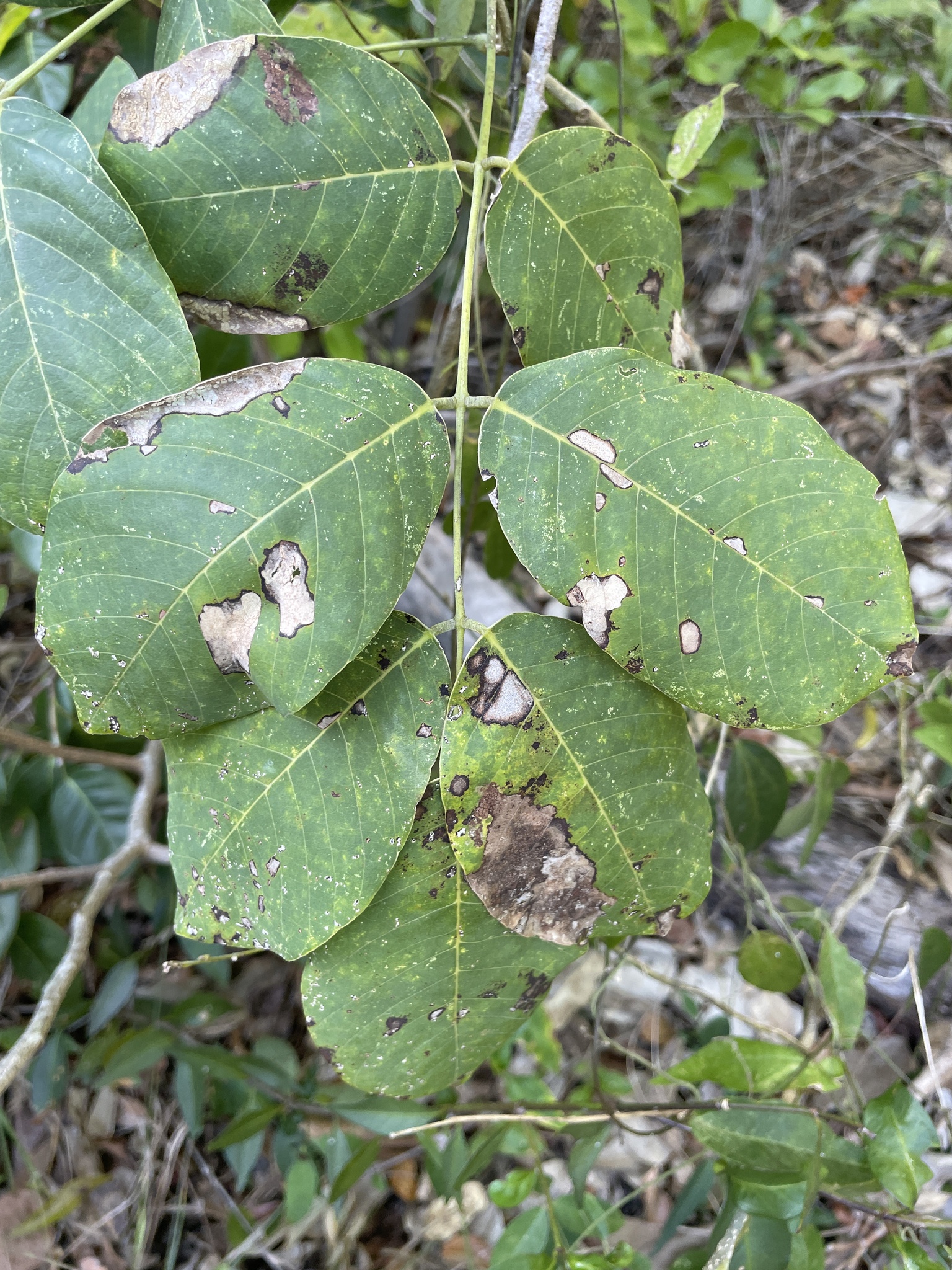 Foto de Piscidia piscipula (L.) Sarg.