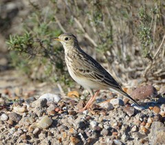 Anthus spragueii
