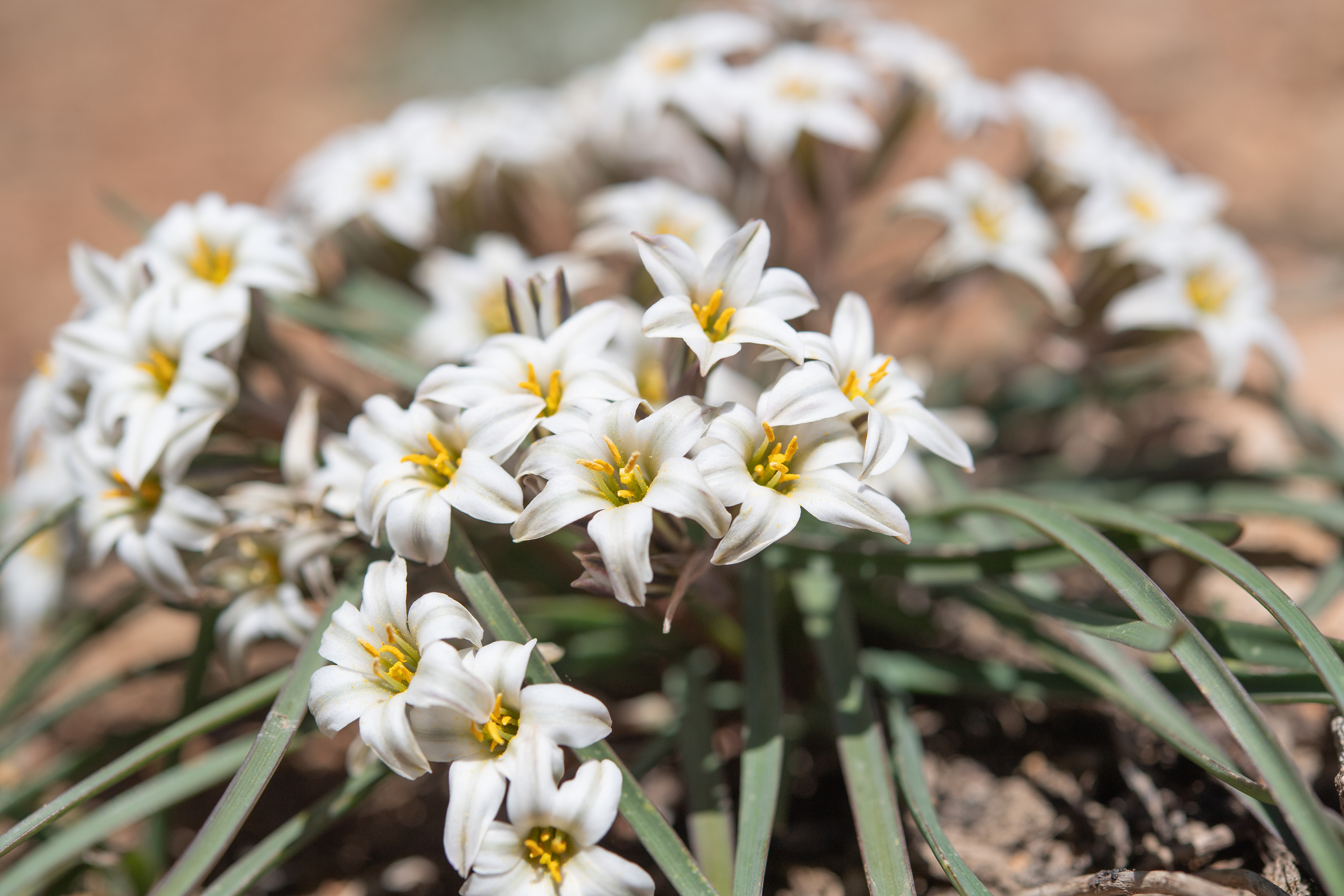 Tristagma circinatum