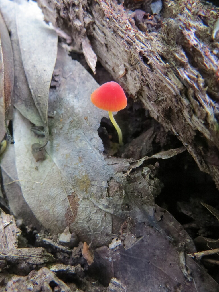 Pruinomycena acicula · February 2026 · photo: © garth_harwood (iNaturalist, cc-by)