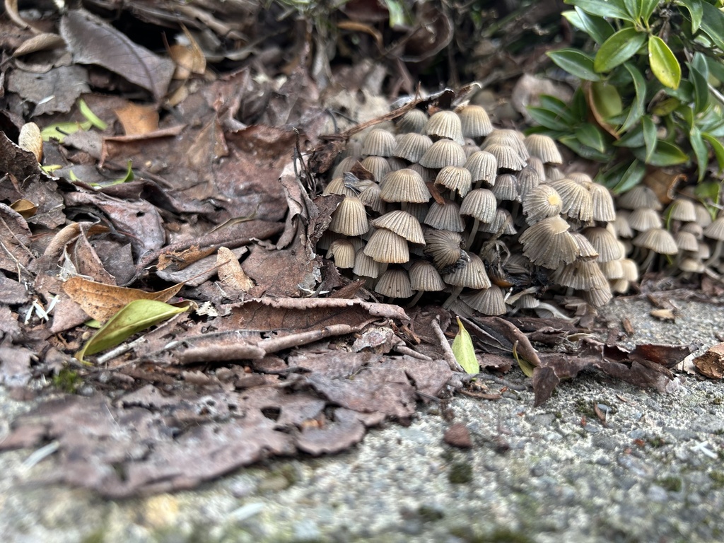 Coprinellus disseminatus · February 2026 · photo: © misplace (iNaturalist, cc-by)
