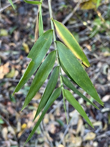 Smallcane (Lasiacis divaricata)
