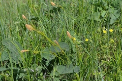 Carex michelii