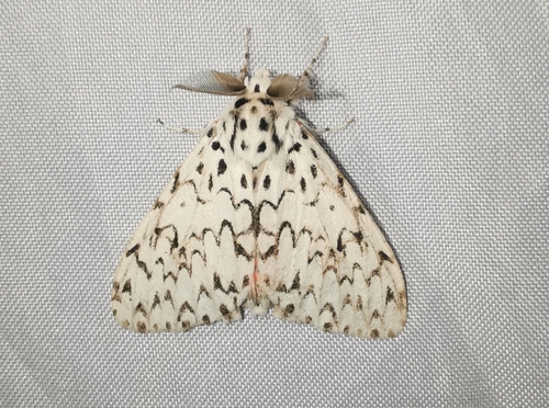 Lymantria subrosea