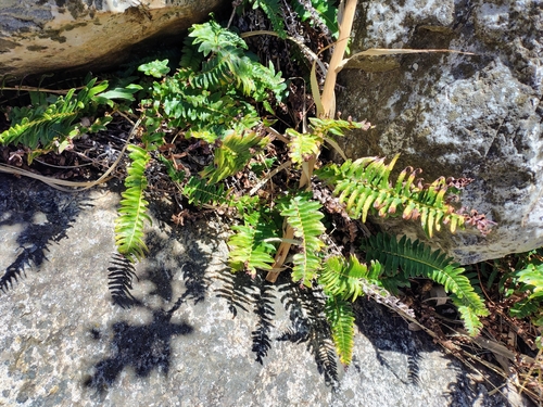 Southern Hard Fern (Blechnum australe)