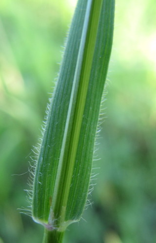 Kvapioji gardūnytė nuotrauka