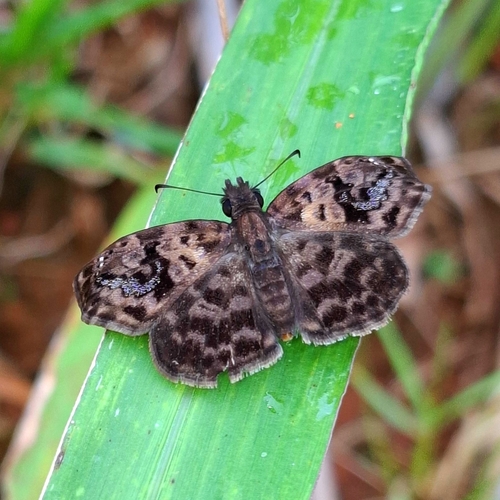 Variegated Skipper