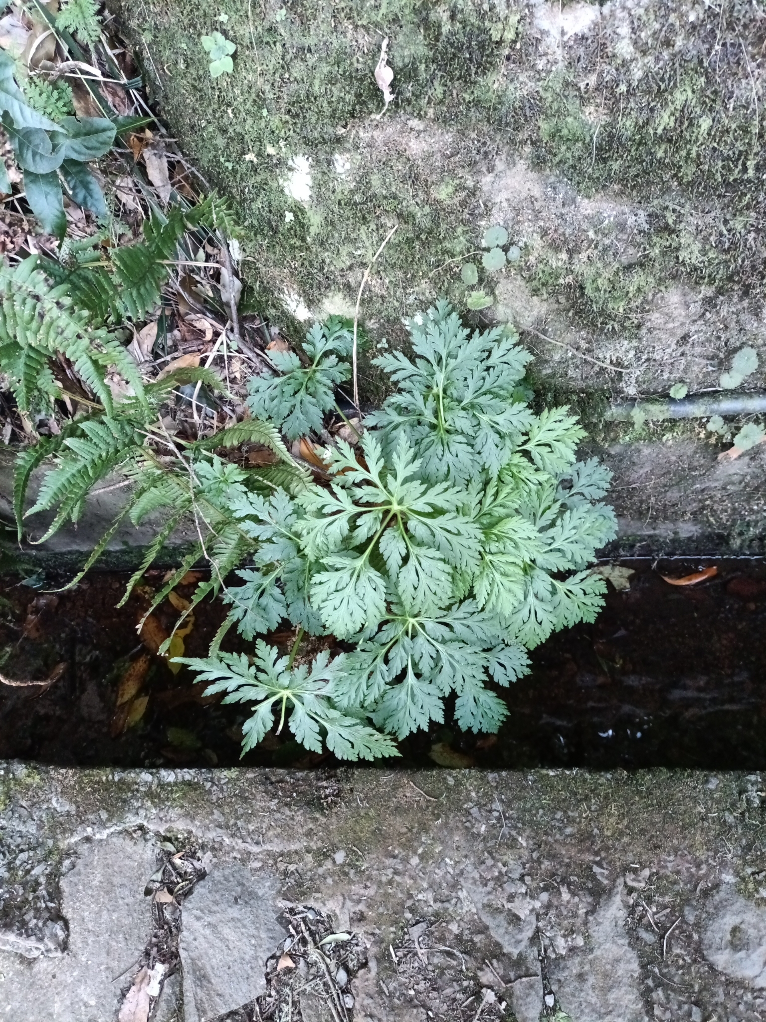 Canary Island geranium