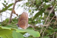 Euploea midamus