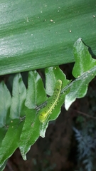 Callopistria floridensis