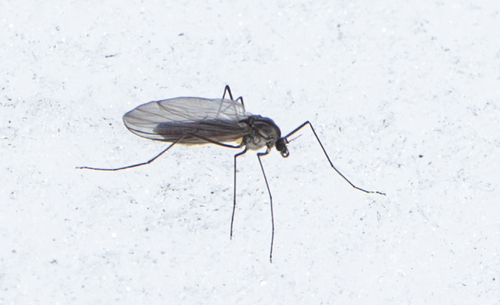 Unknown species found near Montpelier, VT 05602, USA