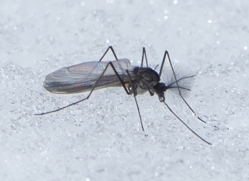 Unknown species found near Montpelier, VT 05602, USA