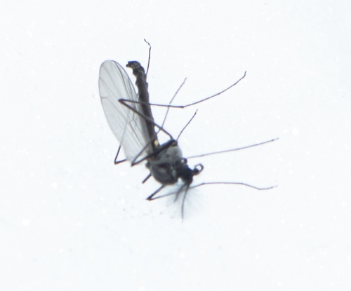 Unknown species found near Montpelier, VT 05602, USA