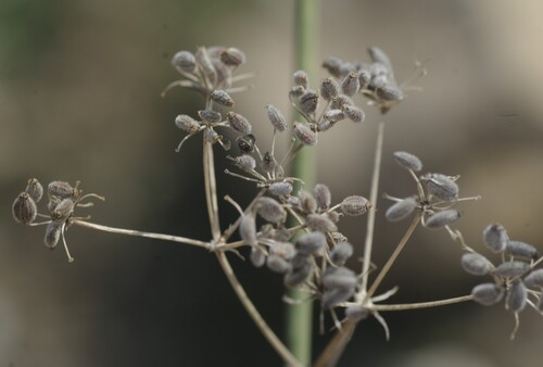 Deverra scoparia scoparia