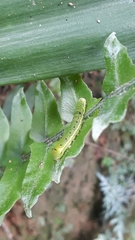 Callopistria floridensis