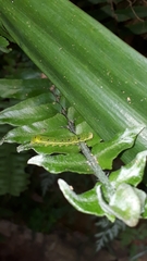 Callopistria floridensis