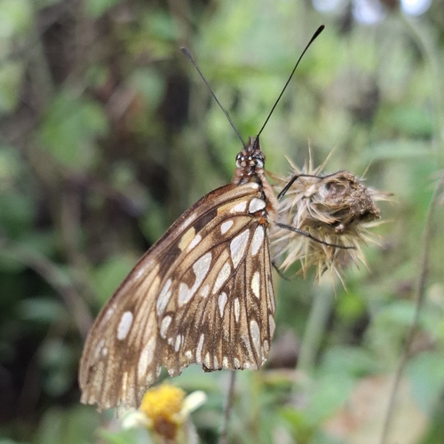 Juno Silverspot