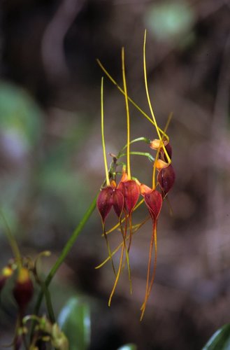 Schlimii Orchid