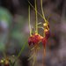 Masdevallia schlimii - Photo (c) desertnaturalist, some rights reserved (CC BY), uploaded by desertnaturalist