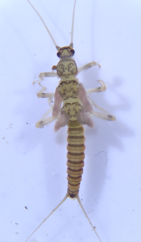 Mottled Willowfly