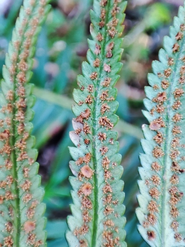Polystichum falcinellum, photograph 5