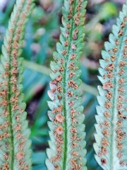 Polystichum falcinellum, photograph (c) K.P., some rights reserved (CC BY)
