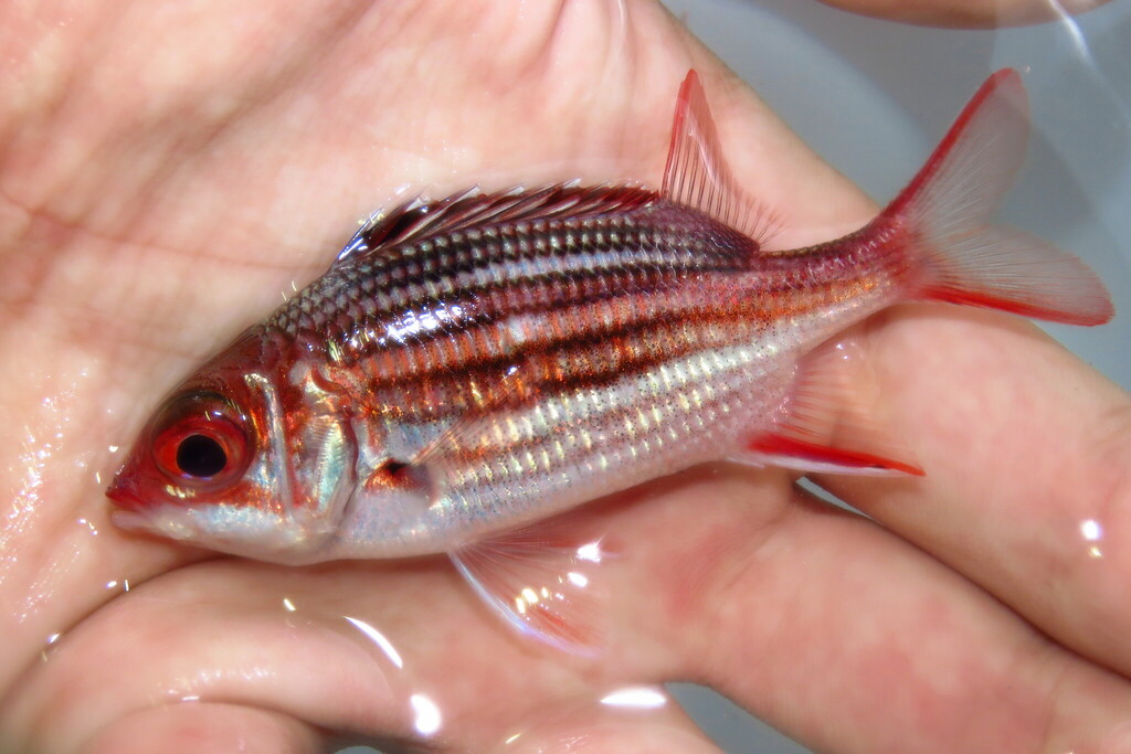 Photo of Bigeye Squirrelfish (Sargocentron vexillarium)