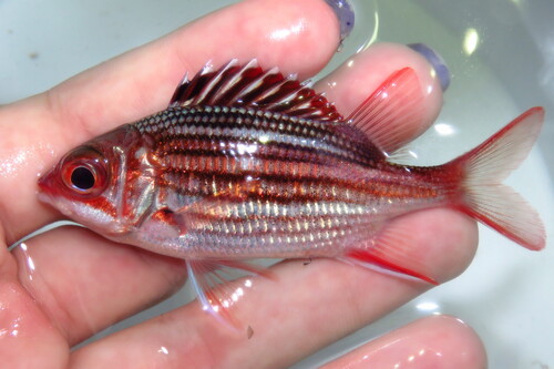 Photo of Bigeye Squirrelfish (Sargocentron vexillarium)