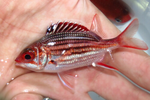 Dusky squirrelfish (Sargocentron vexillarium) — Holocentridae