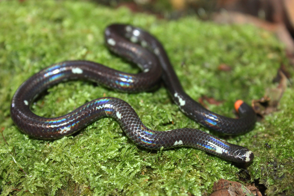 leonard-s-pipe-snake-from-fraser-s-hill-pahang-malaysia-on-july-06-2014-at-03-46-pm-by-ru