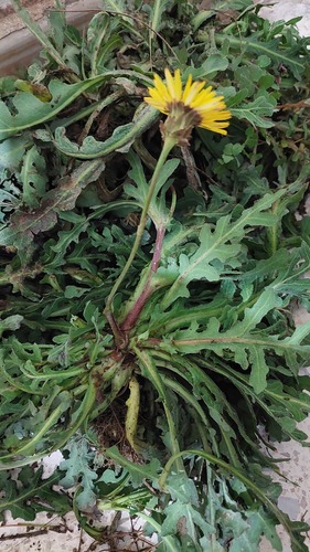 False Sow-thistle