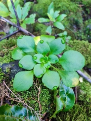 Aichryson divaricatum, photograph (c) K.P., some rights reserved (CC BY)