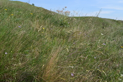 Helictotrichon desertorum