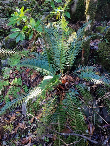 Polystichum falcinellum, photograph 1