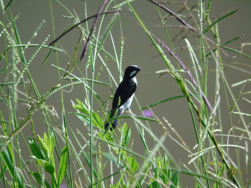 Lined Seedeater (Sporophila lineola), photo 2