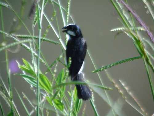 Lined Seedeater (Sporophila lineola), photo 3