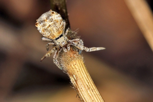 Triangle spider