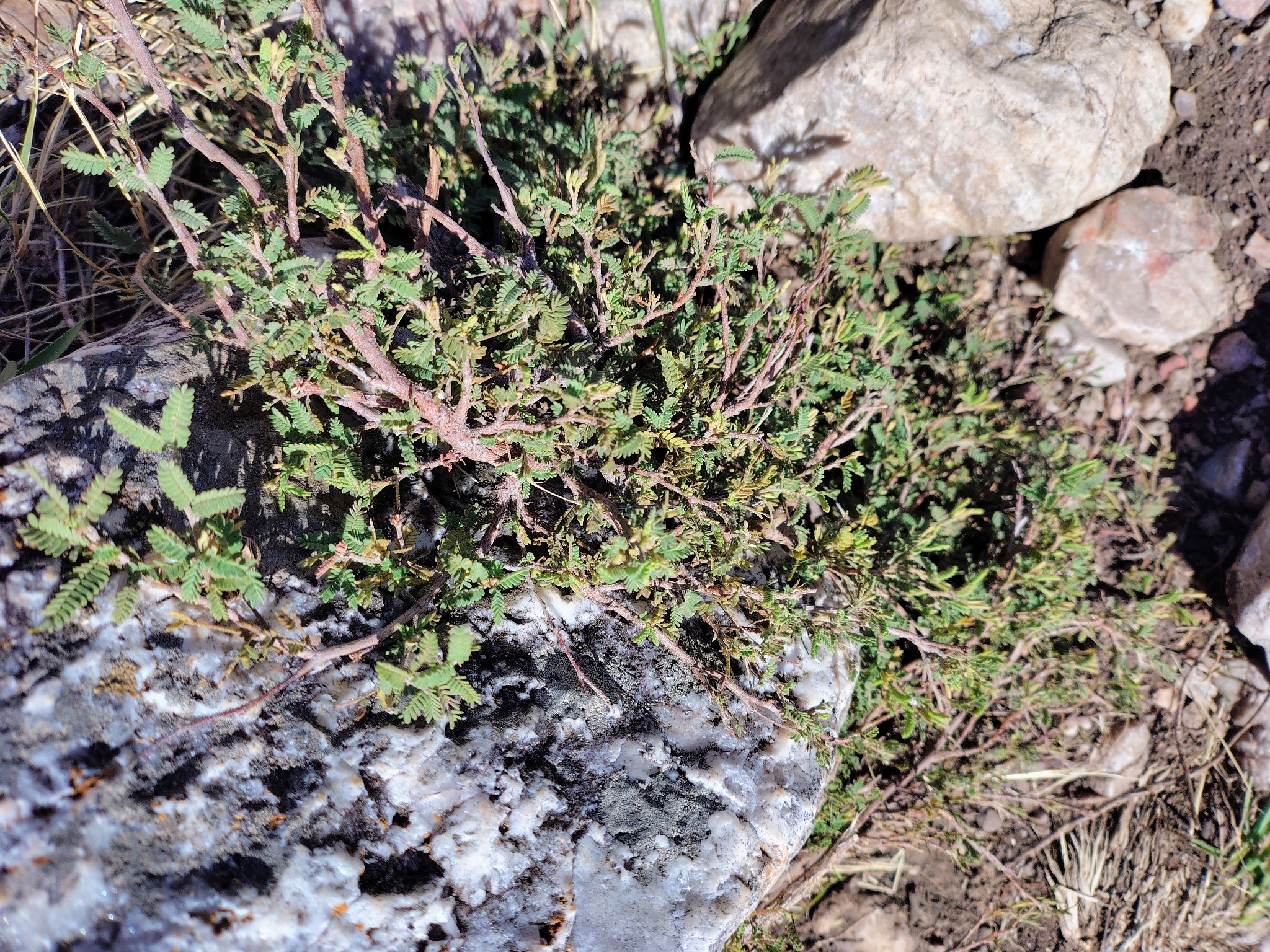 Mimosa rocae