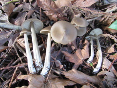 Entoloma holoconiotum