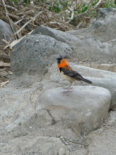 Black Bishop (Euplectes gierowii), photo 7