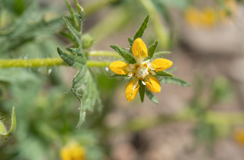 Loasa mendocina (Loasa mendocina)