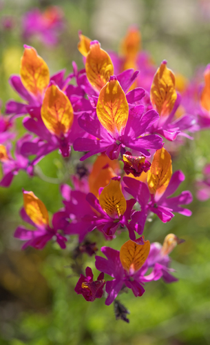bright pink Chilean butterfly flower (Schizanthus grahamii)