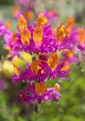 (c) Morten Ross, some rights reserved (CC BY) Schizanthus grahamii, photograph (c) Morten Ross, some rights reserved (CC BY)