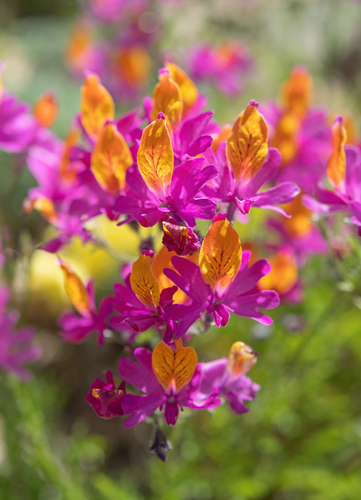 Schizanthus grahamii, photograph 3